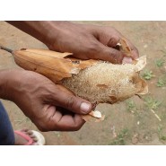 Lot 2 Luffa pour le ménage