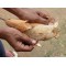 Lot 2 Luffa pour le ménage