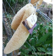 Lot 2 courges Luffa pour le ménage