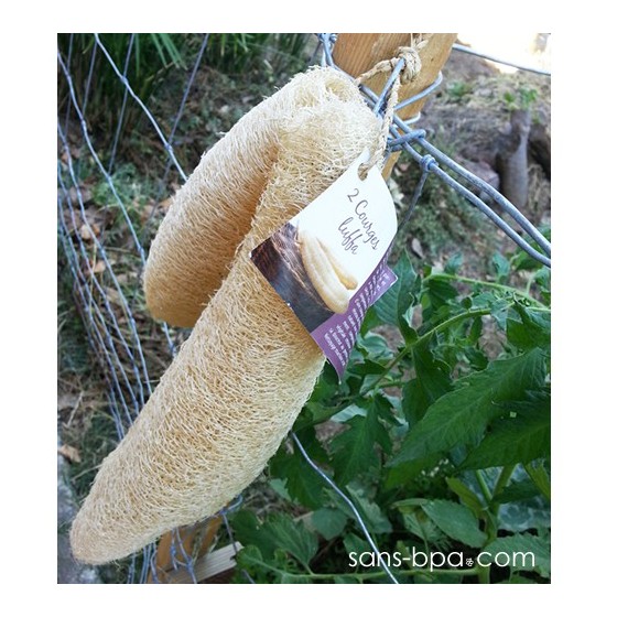 Lot 2 courges Luffa pour le ménage