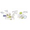 Kit Eco Chou Mini (Bébé) Eucalyptus - LES TENDANCES D'EMMA