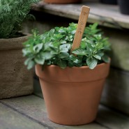 6 Bâtonnets marqueurs plantes Bambù