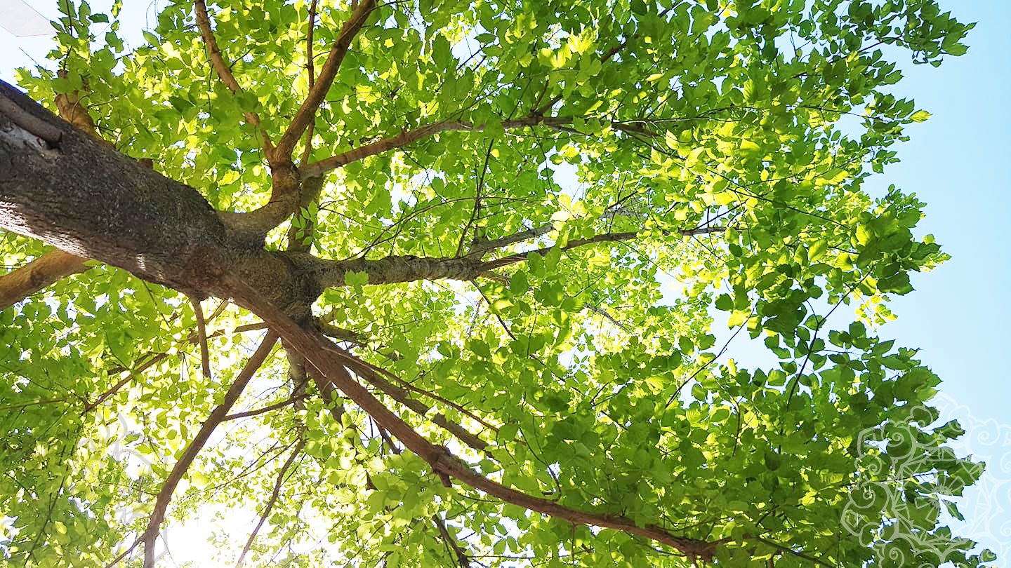 L'arbre : la vie prend tout son sens...